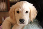 Butter jr - Golden Retriever Mâle (7 mois)