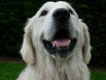 Lasie - Golden Retriever Femelle (3 ans)