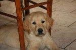 Junior bébé à Lasie - Golden Retriever Mâle (11 mois)