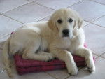 Encore Duduche ^^ - Golden Retriever Femelle (6 mois)