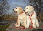 killua et ganie - Golden Retriever (5 mois)