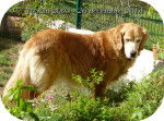 Ulka (DCD) - Golden Retriever Femelle (10 ans)