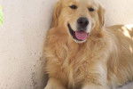 Sol - Golden Retriever Femelle (6 ans)