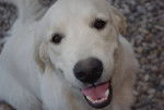 Idyle - Golden Retriever Femelle (1 mois)
