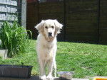Kim - Golden Retriever Femelle (2 ans)