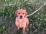 Bella - Golden Retriever Femelle (2 mois)
