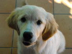 eden - Golden Retriever Femelle (1 an)