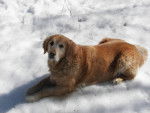 victor - Golden Retriever Mâle (8 mois)