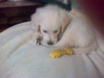 Snowy - Golden Retriever Femelle (3 mois)