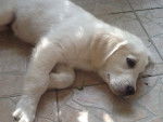 Jade - Golden Retriever Femelle (3 mois)