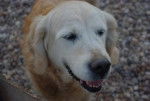 Wendy - Golden Retriever Femelle (9 mois)