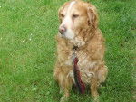 Rouky - Golden Retriever Mâle (15 ans)