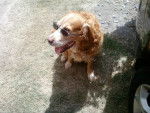 Rouky - Golden Retriever Mâle (15 ans)