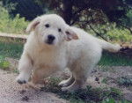 Golden Retriever - Golden Retriever