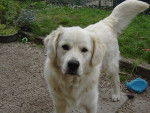 Holiwood - Golden Retriever Mâle (2 ans)