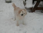 Golden REtriever Tanya - Golden Retriever