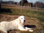 golden retriever, AKA 1 an le 15/03/2006 - Golden Retriever
