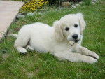 golden retriever bexy - Golden Retriever