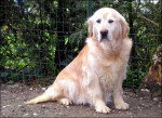 golden retriever - Golden Retriever