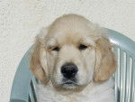 luky golden retriever - Golden Retriever