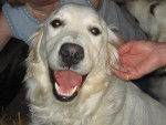 golden retriever - Golden Retriever