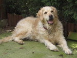 golden retriever betsy - Golden Retriever