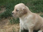 golden retriever/bébé de luky et théa - Golden Retriever