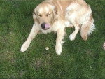 golden retriever - Golden Retriever
