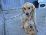 golden retriever/luky et théa - Golden Retriever