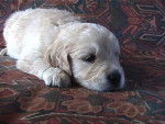 golden retriever/bébé de luky et théa - Golden Retriever
