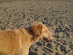 Saphire - Golden Retriever Femelle (2 ans)