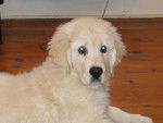 golden retriever vasco - Golden Retriever