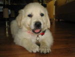 golden retriever - Golden Retriever