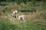B-Dow et Boudha ( Rosabelle) - Golden Retriever