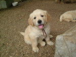 golden retriever/bébé de luky et théa - Golden Retriever
