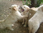 golden retriever/bébé de luky et théa - Golden Retriever