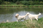 Ousef et Boudha - Golden Retriever Mâle