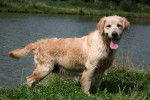 Rosabelle - Golden Retriever Femelle (10 ans)