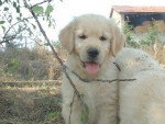 golden retriever - Golden Retriever