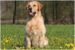 golden retriever - Golden Retriever