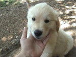 golden retriever/bébé de luky et théa - Golden Retriever