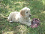 golden retriever betsy - Golden Retriever