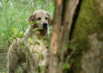 golden retriever - Golden Retriever