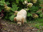 golden retriever/bébé de luky et théa - Golden Retriever