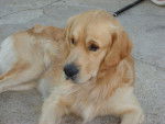 golden retriever/luky - Golden Retriever