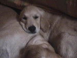 golden retriever/bébé de luky et théa - Golden Retriever