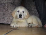 booba golden retriever - Golden Retriever