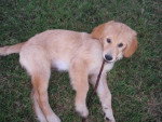 golden retriever/bébé de luky et théa - Golden Retriever