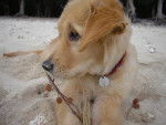 golden retriever/bébé de luky et théa - Golden Retriever