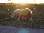 golden retriever/bébé de luky et théa - Golden Retriever